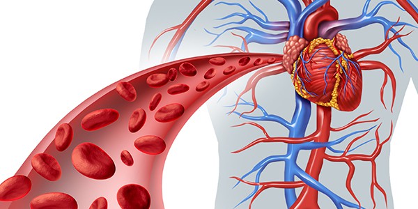 Blood vessels in an artery.