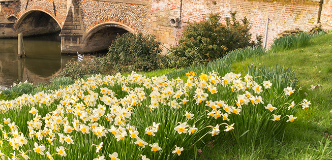 Oak Tree Mobility spring daffodils