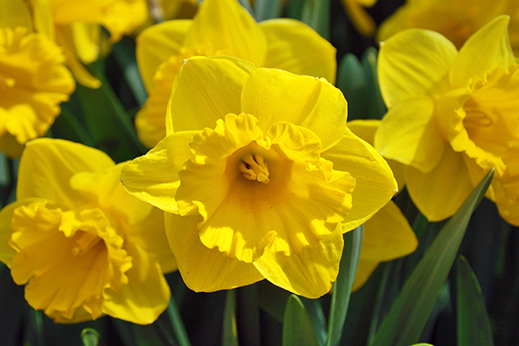 Yellow daffodils spring