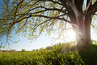 Image of Oak Tree in meadow