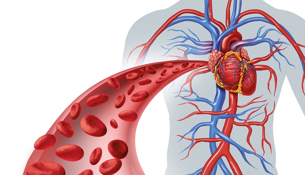 Blood vessels traveling down an artery.