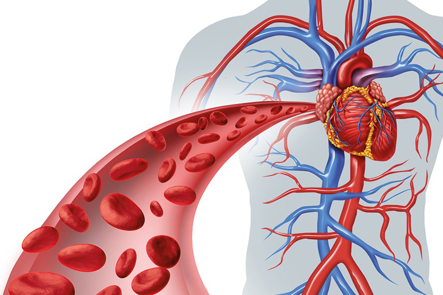 Blood vessels in an artery.